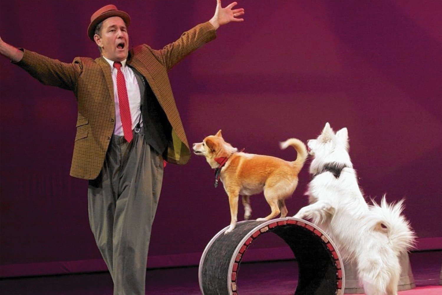 Mutts Gone NutsShow The Lyric Theatre